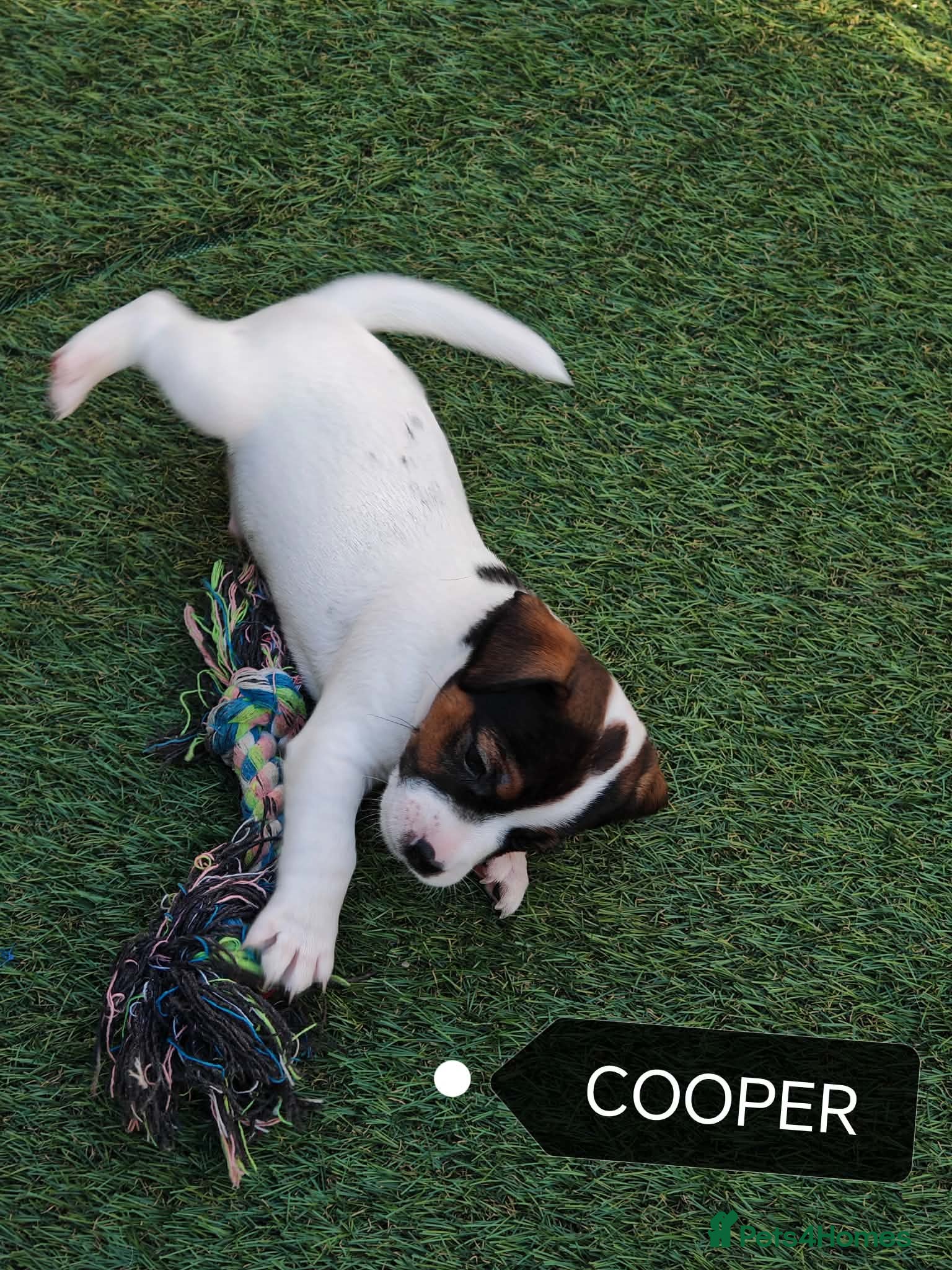 Jack Russell dogs BEAUTIFUL JACK RUSSELL PUPPIES AVAILABLE - Advert 2