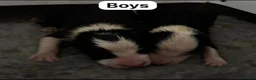 Border Collie dogs for sale: Fully health tested collie pups  - Advert 4