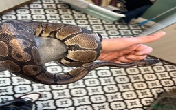 Python Snake reptiles for sale: Friendly Female Ball Pytho, Full Viv & feeding box - Image 3