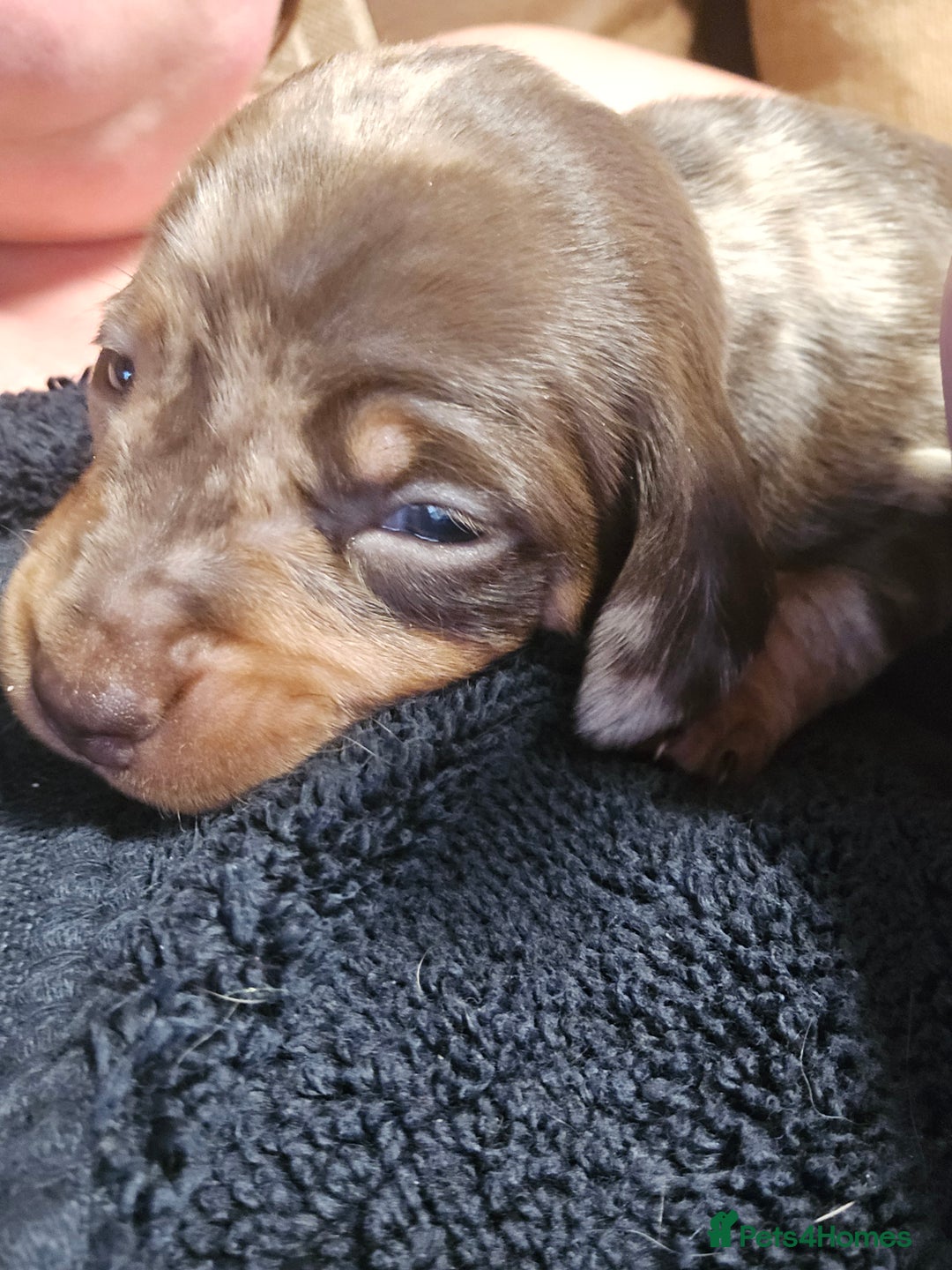 Miniature Dachshund dogs for sale: Miniature dashound - Advert 2