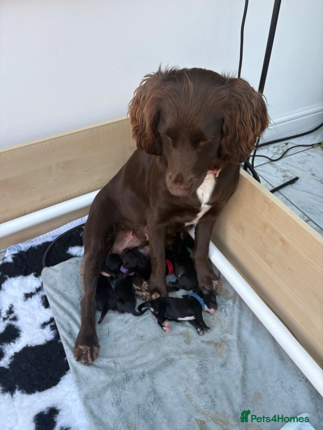 Sprocker dogs for sale: Beautiful sprocker puppies  in Redditch - Advert 17