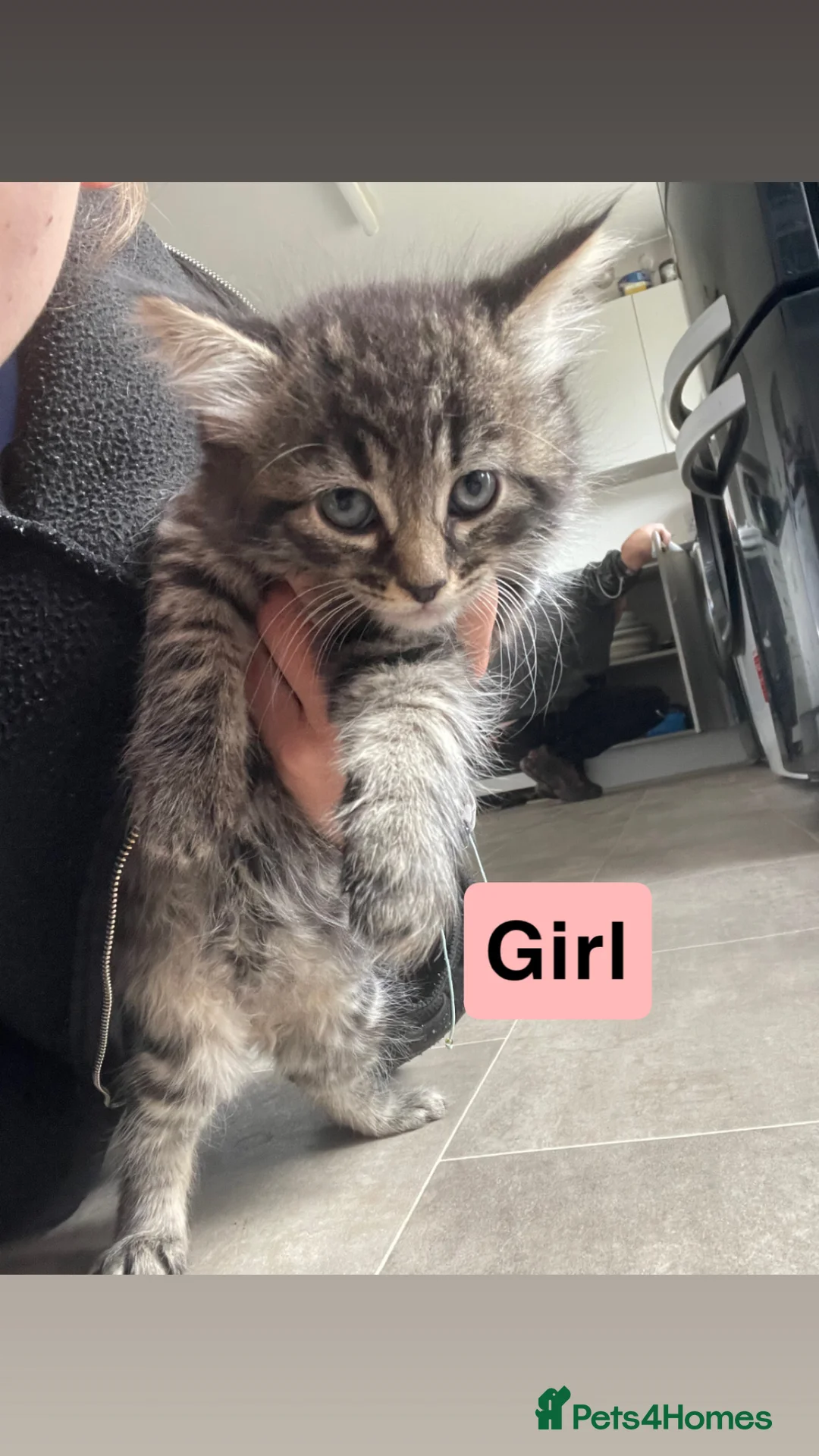 Mixed Breed cats for sale: Beautiful kittens for sale!! - Advert 7