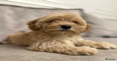 Cavapoo dogs - Advert 3