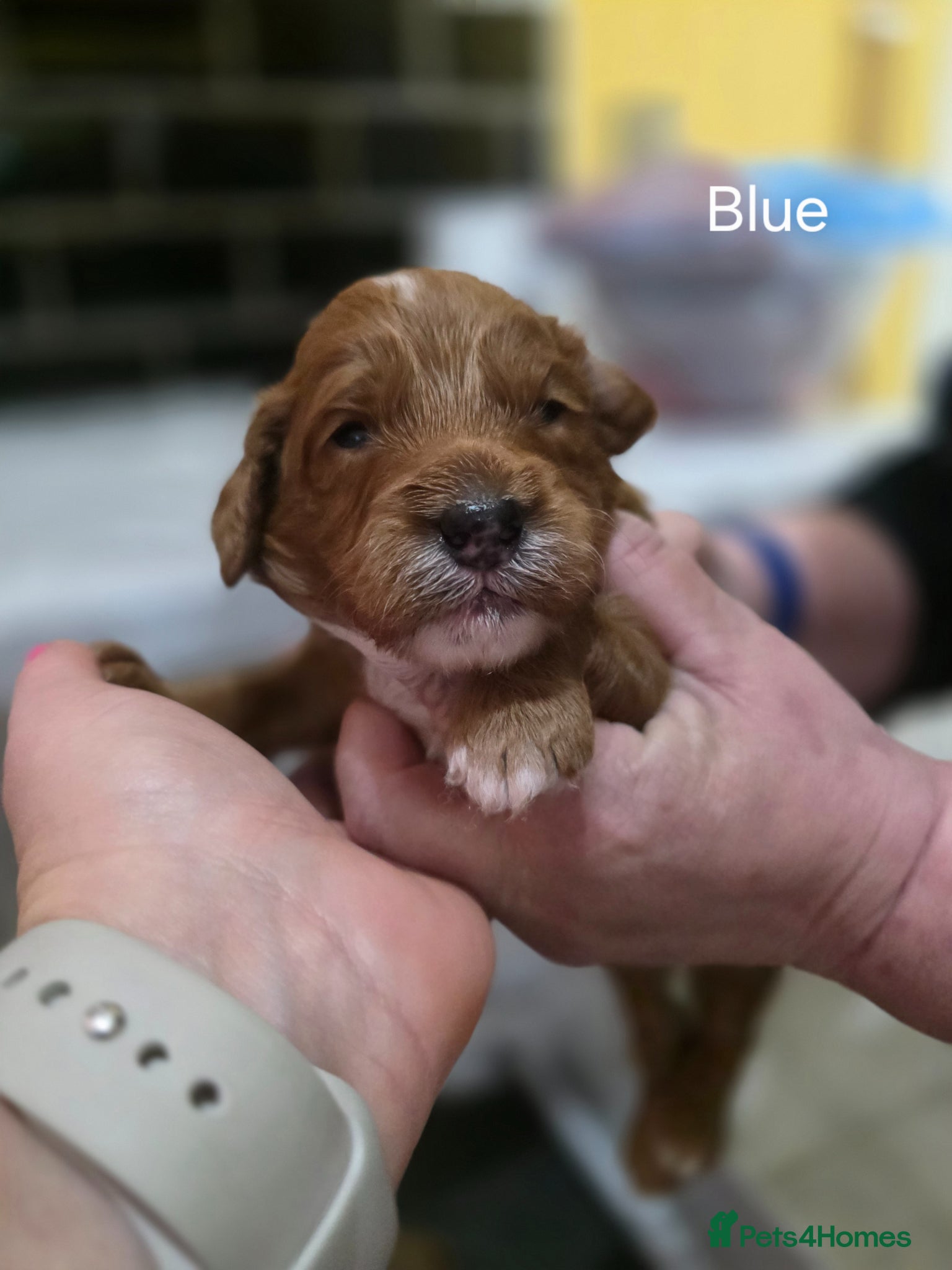 Cockapoo dogs Genuine cockerpoos resdy to reserve - Advert 9