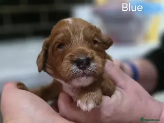 Cockapoo dogs Genuine cockerpoos resdy to reserve - Advert 9