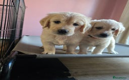 Goldendoodle dogs for sale: Goldendoodle retriever  - Image 33