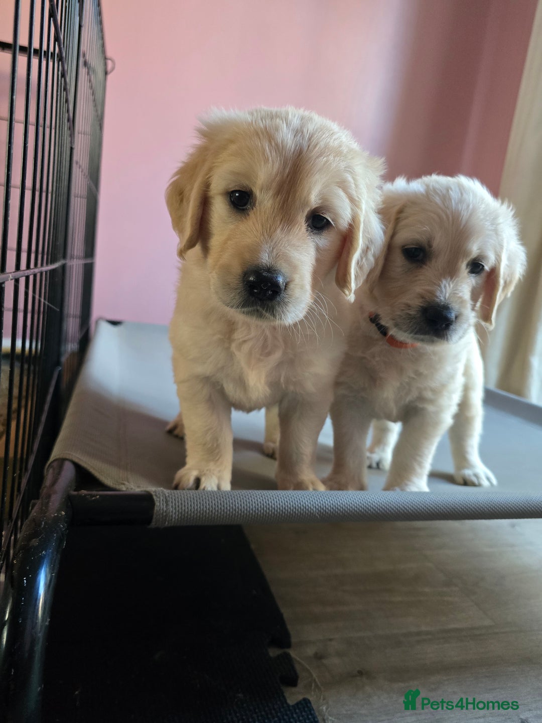 Goldendoodle dogs for sale: Goldendoodle retriever  - Image 33