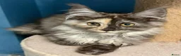 Maine Coon cats for sale: Beautiful TICA Reg kittens - Advert 9