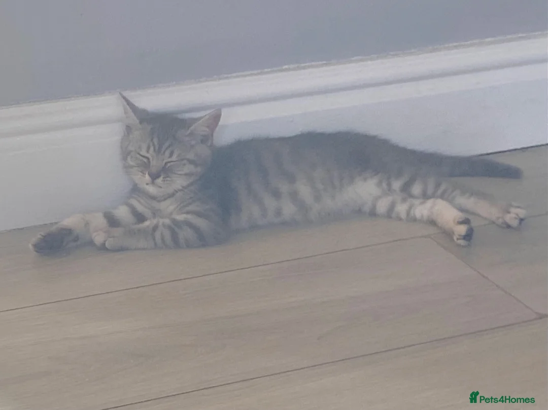 British Shorthair cats for sale: British shorthair tabby kittens  in Scunthorpe - Advert 2