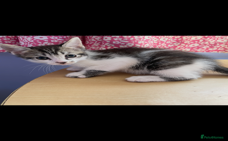 Mixed Breed cats - Advert 6