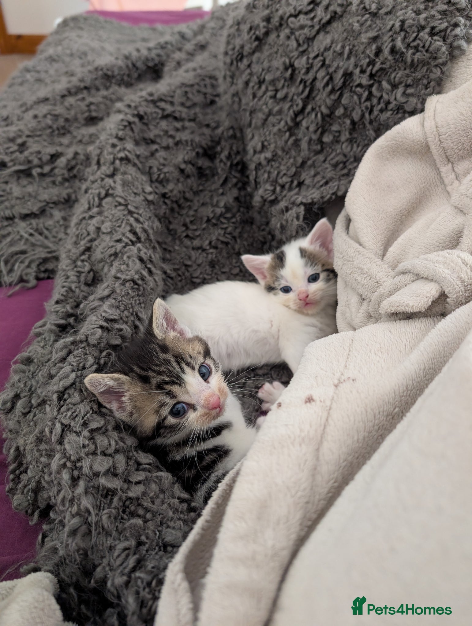 Mixed Breed cats Little kittens  - Advert 1