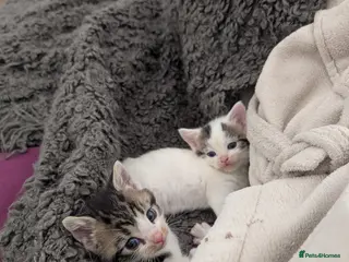 Mixed Breed cats Little kittens - Advert 1