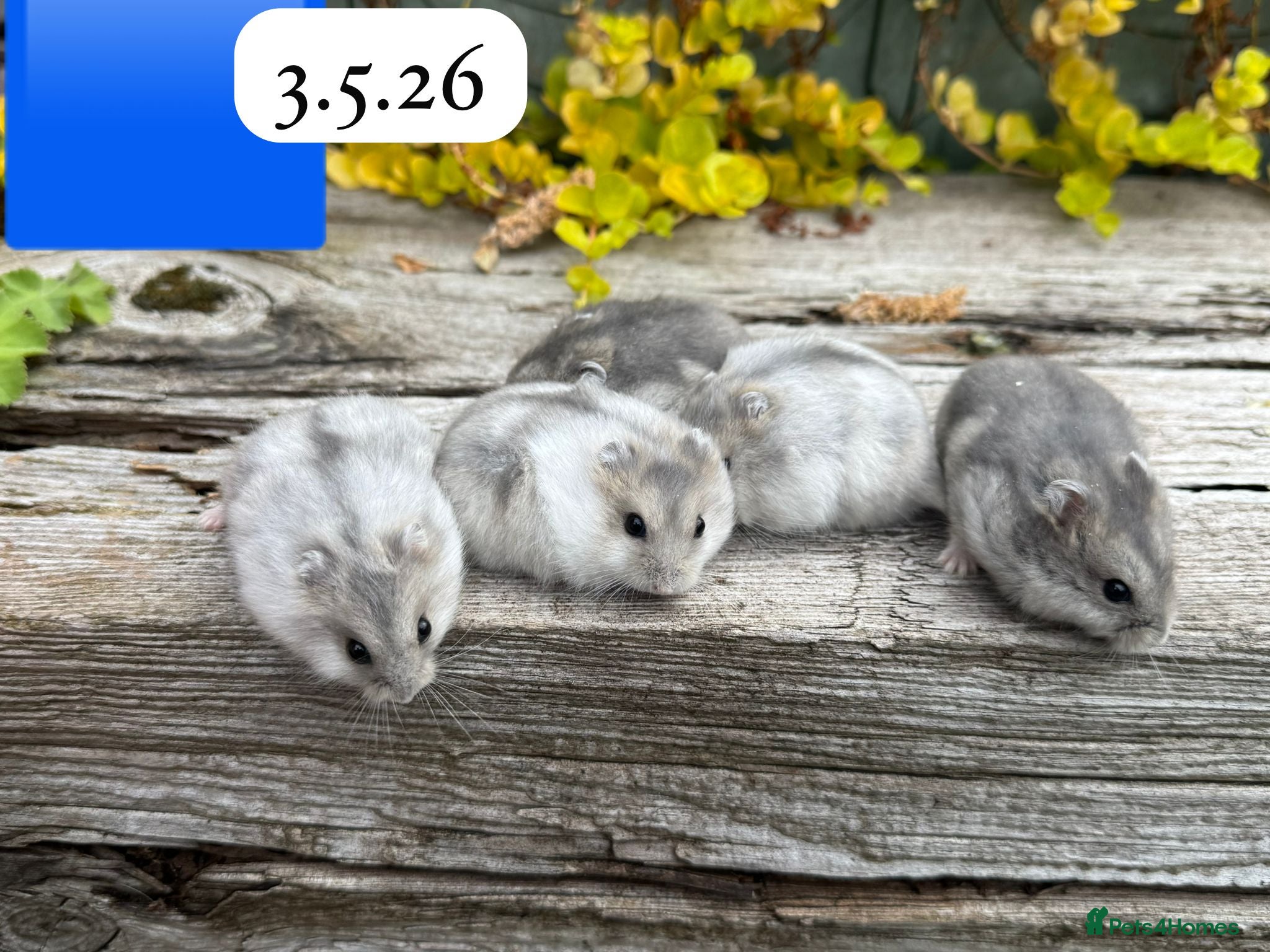 Hamster rodents for sale:  Beautiful baby winter white russian hamsters - Advert 8