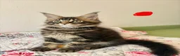 Maine Coon cats for sale: Full Maine Coon Kittens - Advert 24