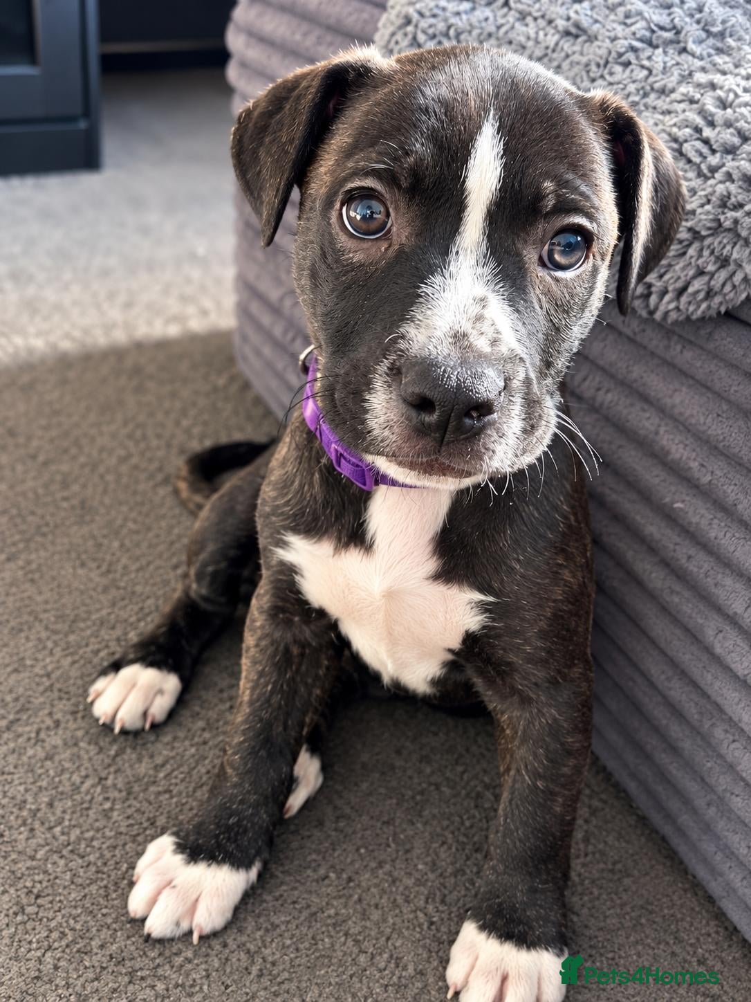 Mixed Breed dogs Ready to go.  Staffy + Cane corso  - Advert 10
