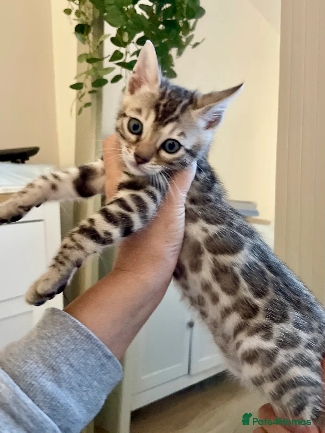 Bengal cats for sale: 🥇🏆Gorgeous Pedigree Tica Pure Bengals🏆🥇 - Advert 2