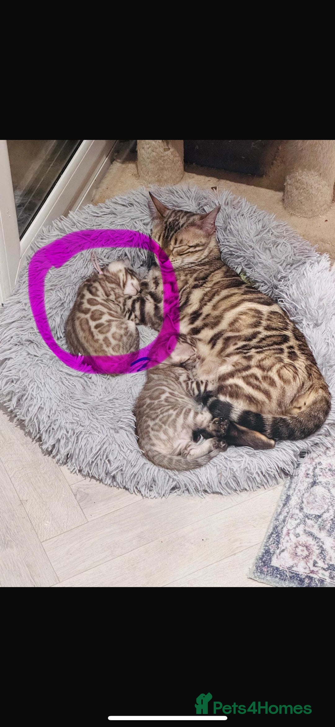Bengal cats for sale: Mink Female Bengal Kitten. Ready to Leave 9/1/26 - Advert 2