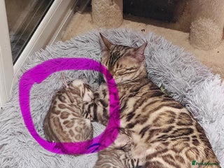 Bengal cats Mink Female Bengal Kitten. Ready to Leave 9/1/26 - Advert 2