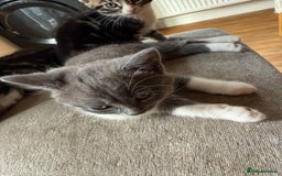 Domestic Shorthair cats for sale: 🤩🤩 6 beautiful babies 🤩🤩 - Image 17