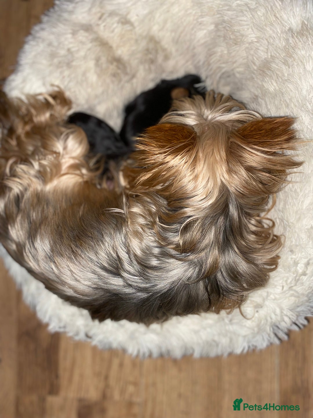Yorkshire Terrier dogs for sale: Pure Breed Toy Yorkshire Terrier Pups Ready Now!  - Image 6