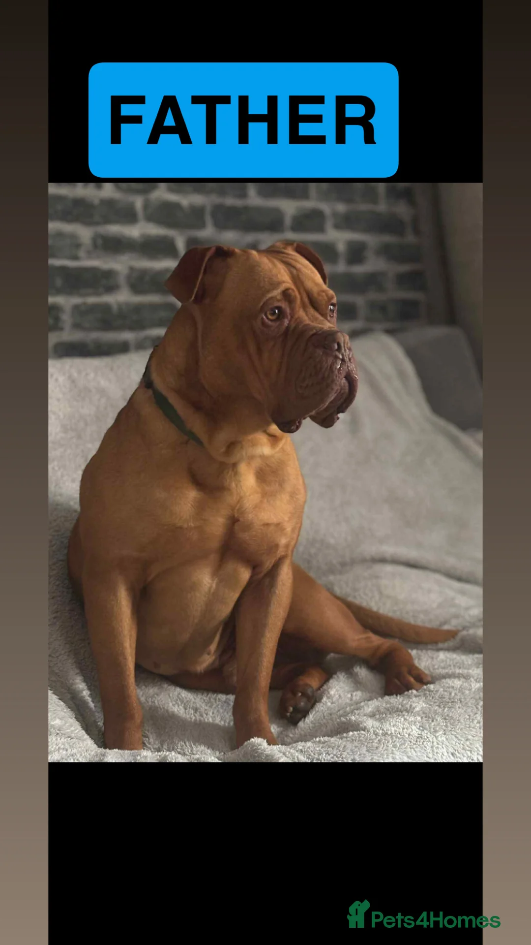 Mixed Breed dogs for sale: Rottweiler x Dogue De Bordeaux puppies - Advert 7