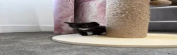 Ragdoll cats for sale: Half Ragdoll Kittens - Advert 8