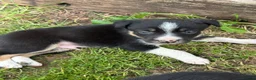 Border Collie dogs for sale: Border collie pups ready to leave now - Advert 31
