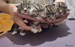Bengal cats for sale: 4 Beautiful Bengal Kittens For Sale - Image 4