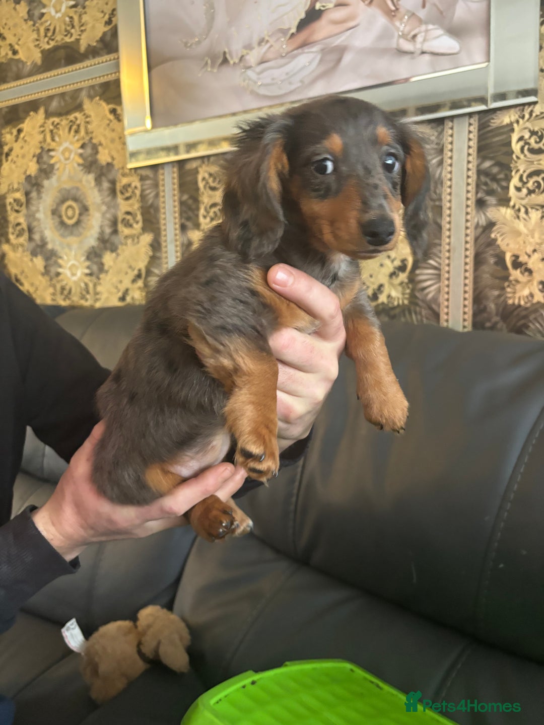Dachshund dogs for sale: Dachshund pups kc registed - Advert 6