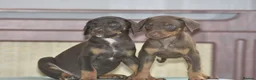 Mixed Breed dogs for sale: Unique hybrid dobermann puppies - Advert 8