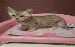 Mixed Breed cats for sale: 2x Vaccinated Kittens  - Image 1