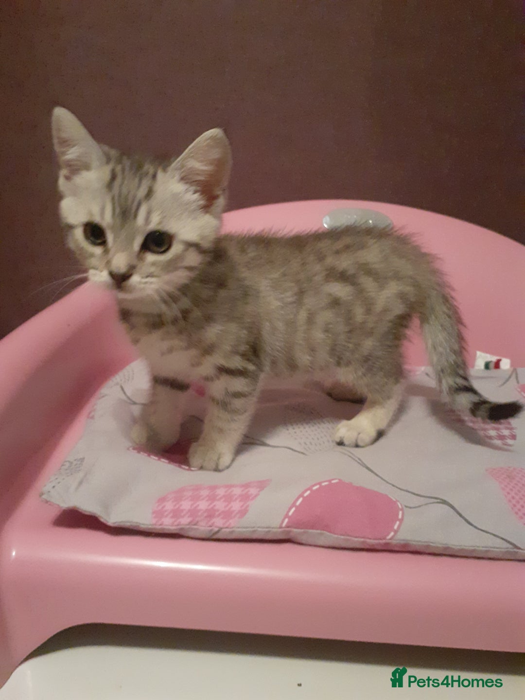 Mixed Breed cats for sale: 2x Vaccinated Kittens  - Image 1