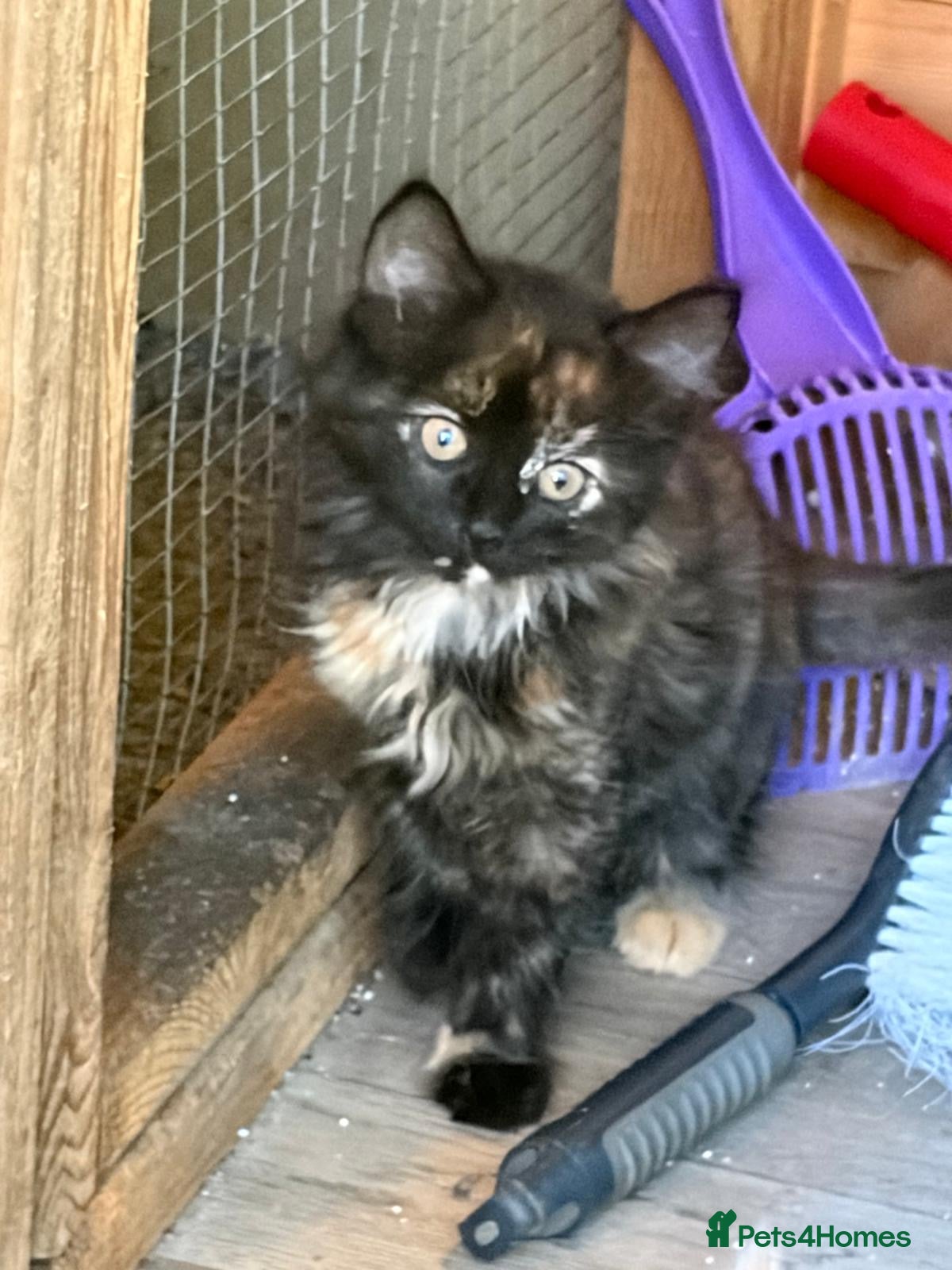 Mixed Breed cats One beautiful longhaired female kitten - Advert 2