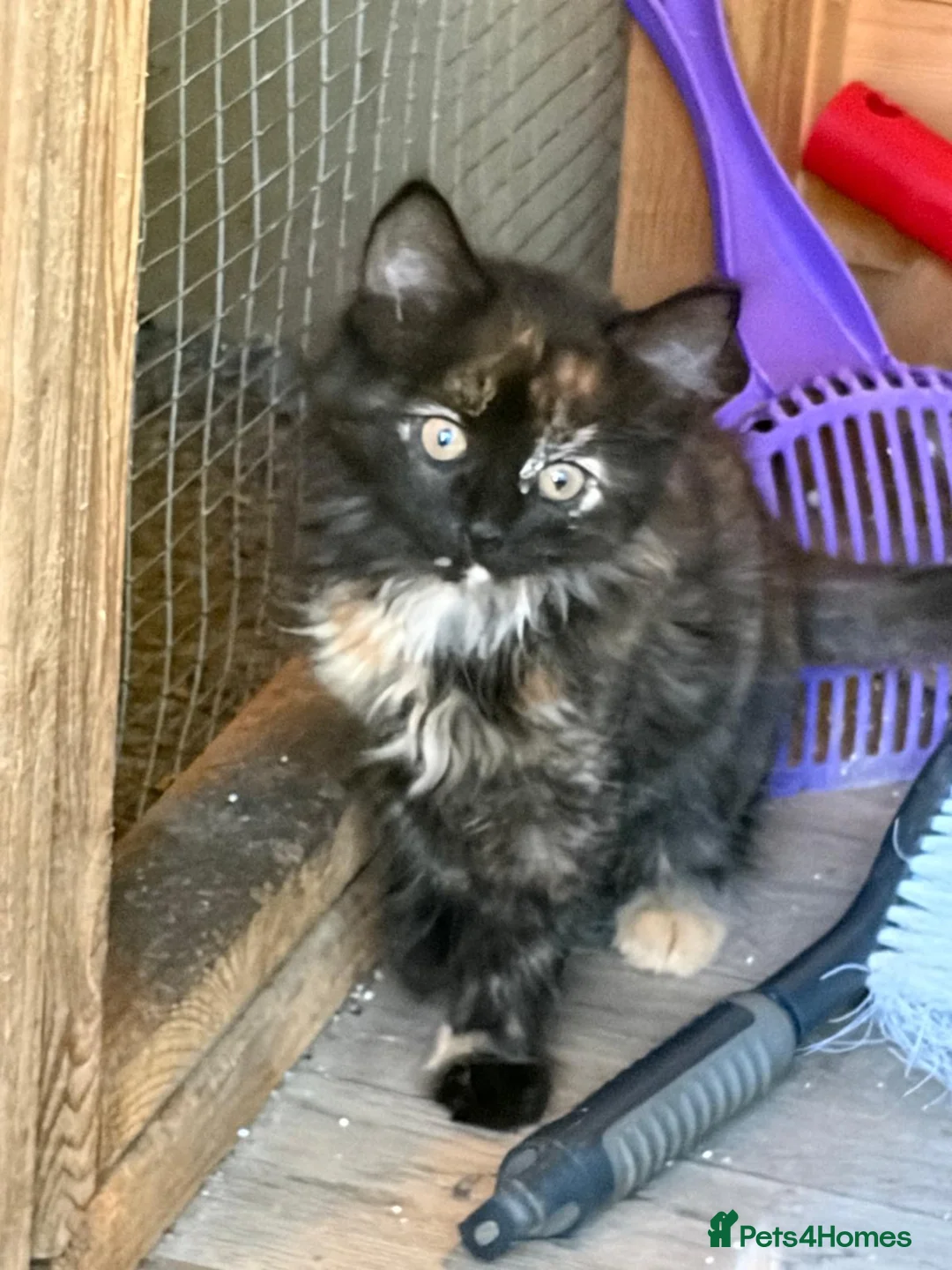 Mixed Breed cats for sale: One beautiful longhaired female kitten in Fordingbridge - Advert 1