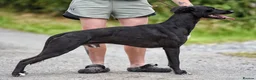 Lurcher dogs for sale: Collie whippet lab grey  - Advert 2
