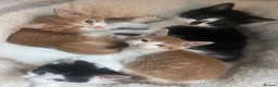 Mixed Breed cats for sale: 4 playful kittens ready to find their forever home - Advert 39