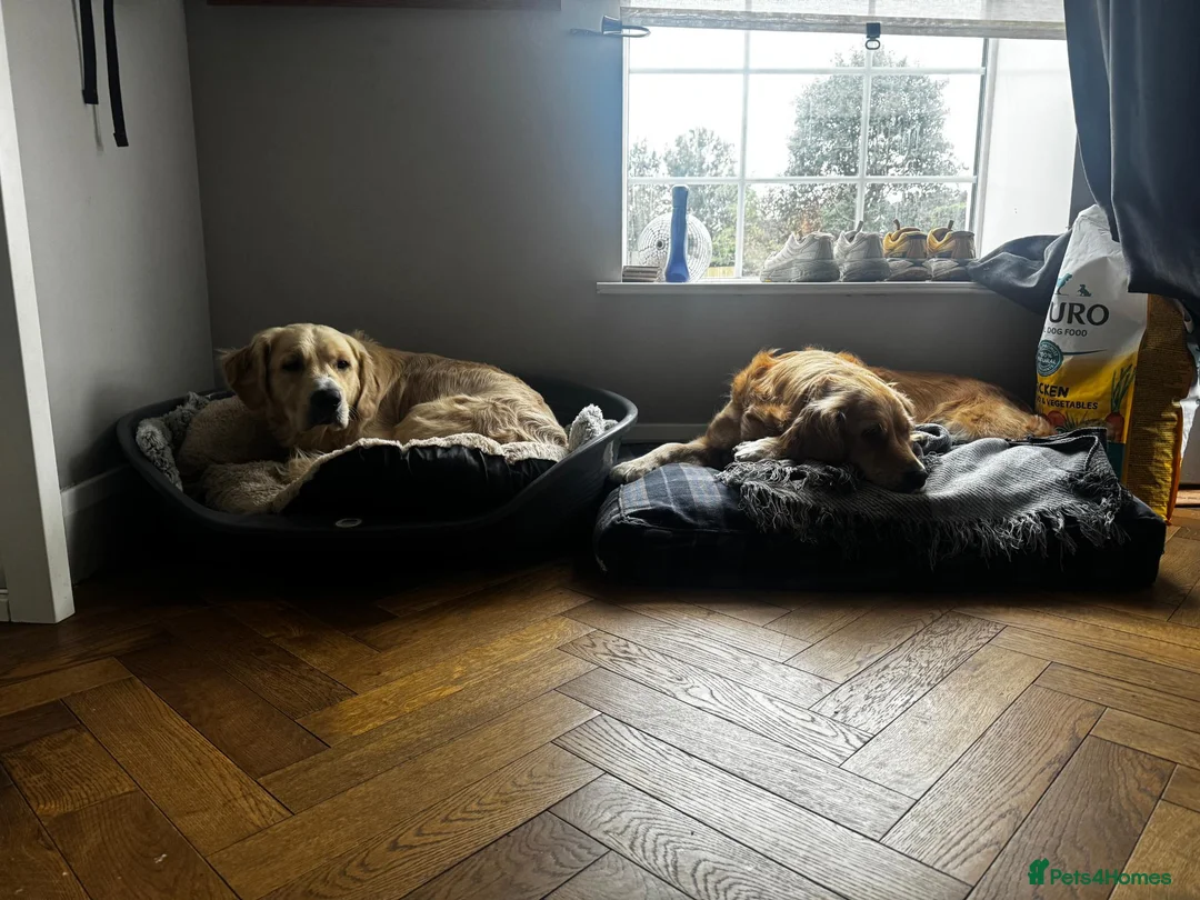 Golden Retriever dogs for sale: Male Golden Retriever (13 months old) in Newtownards - Advert 11