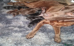 Labrador Retriever dogs for sale: 3x Male labrador puppies  - Image 10