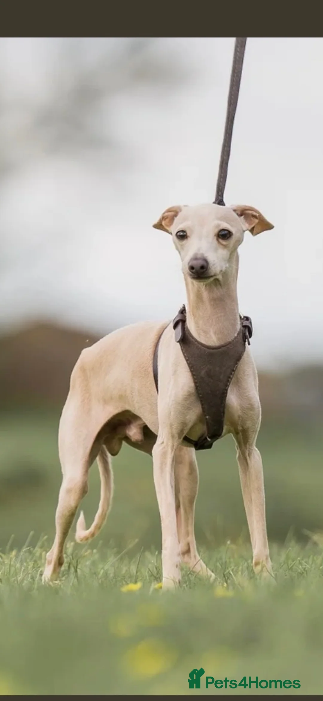 Italian Greyhound dogs for sale: Exceptional KC Italian greyhound puppies  - Advert 2