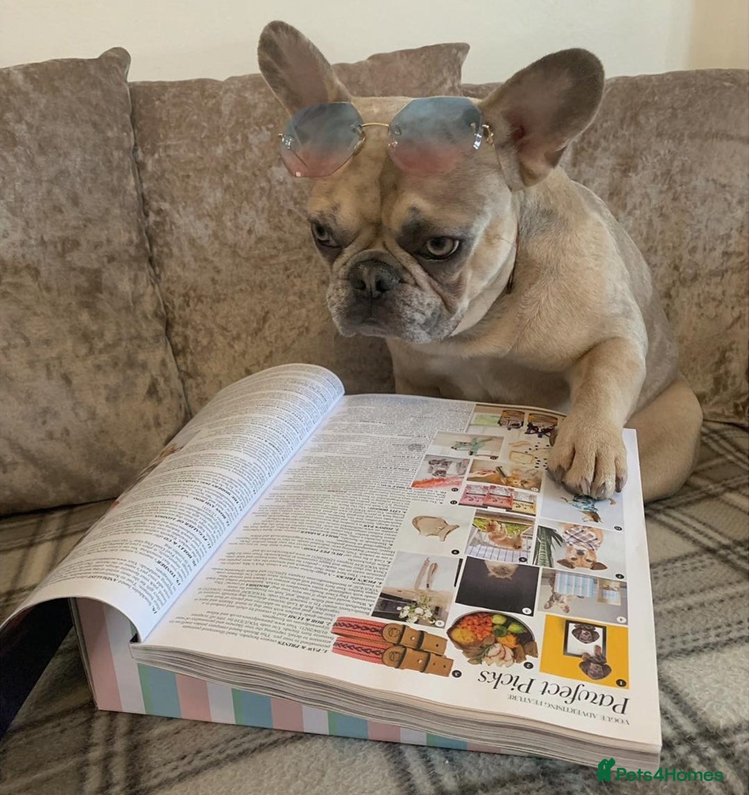 French Bulldog dogs for sale: Pablo - Advert 20