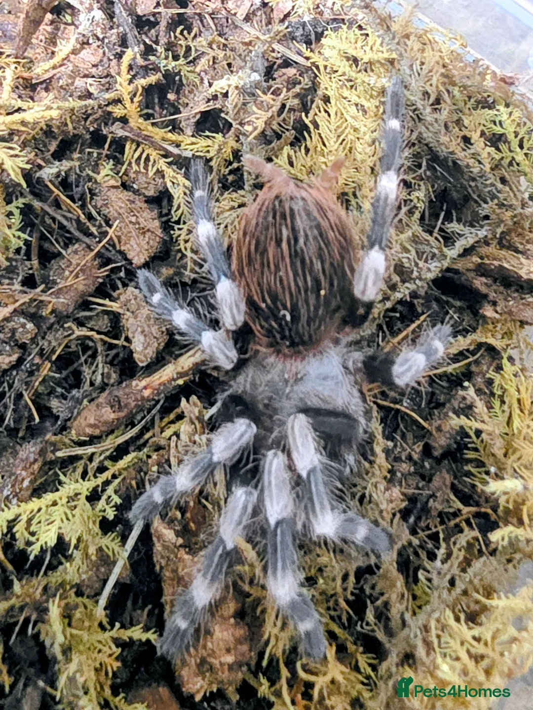Tarantulas invertebrates for sale: Nhandu Chromatus Tarantula - Advert 2