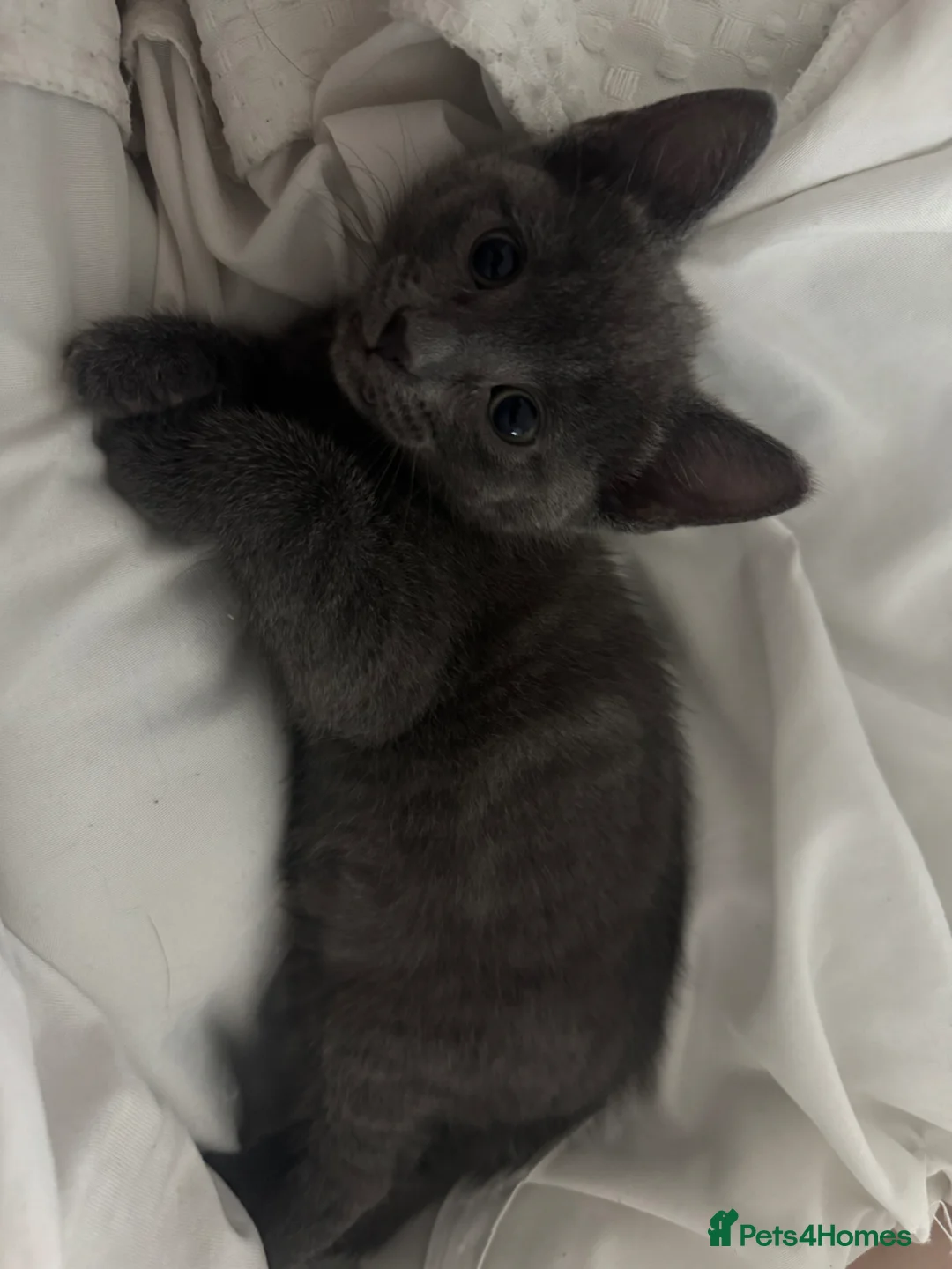 Russian Blue cats for sale: Russian blue female  in Stoke-on-Trent - Advert 2