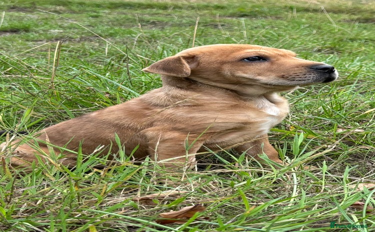 Mixed Breed dogs - Advert 2