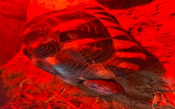 Tortoise reptiles for sale: Friendly 6-year-old marginated male tortoise  - Image 2