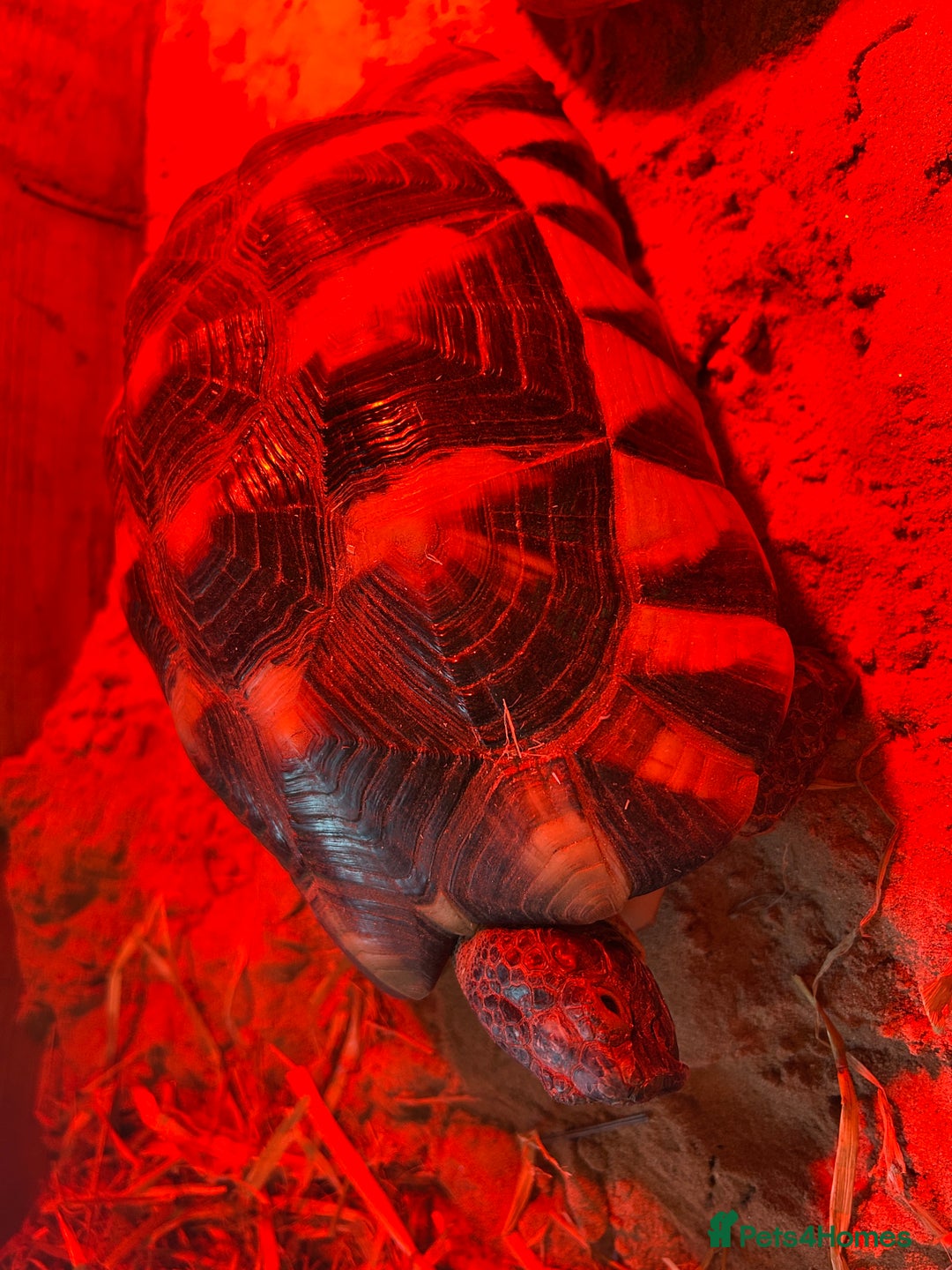Tortoise reptiles for sale: Friendly 6-year-old marginated male tortoise  - Image 2