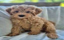 Cavapoochon dogs for sale: F1b MOYEN MERLE CAVAPOOCHON PUPS - Image 12