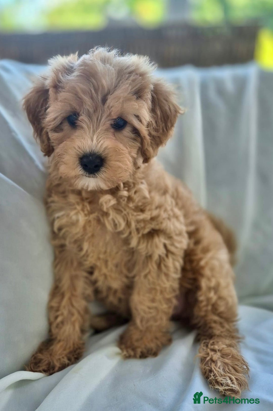 Cavapoochon dogs for sale: F1b MOYEN MERLE CAVAPOOCHON PUPS - Image 12
