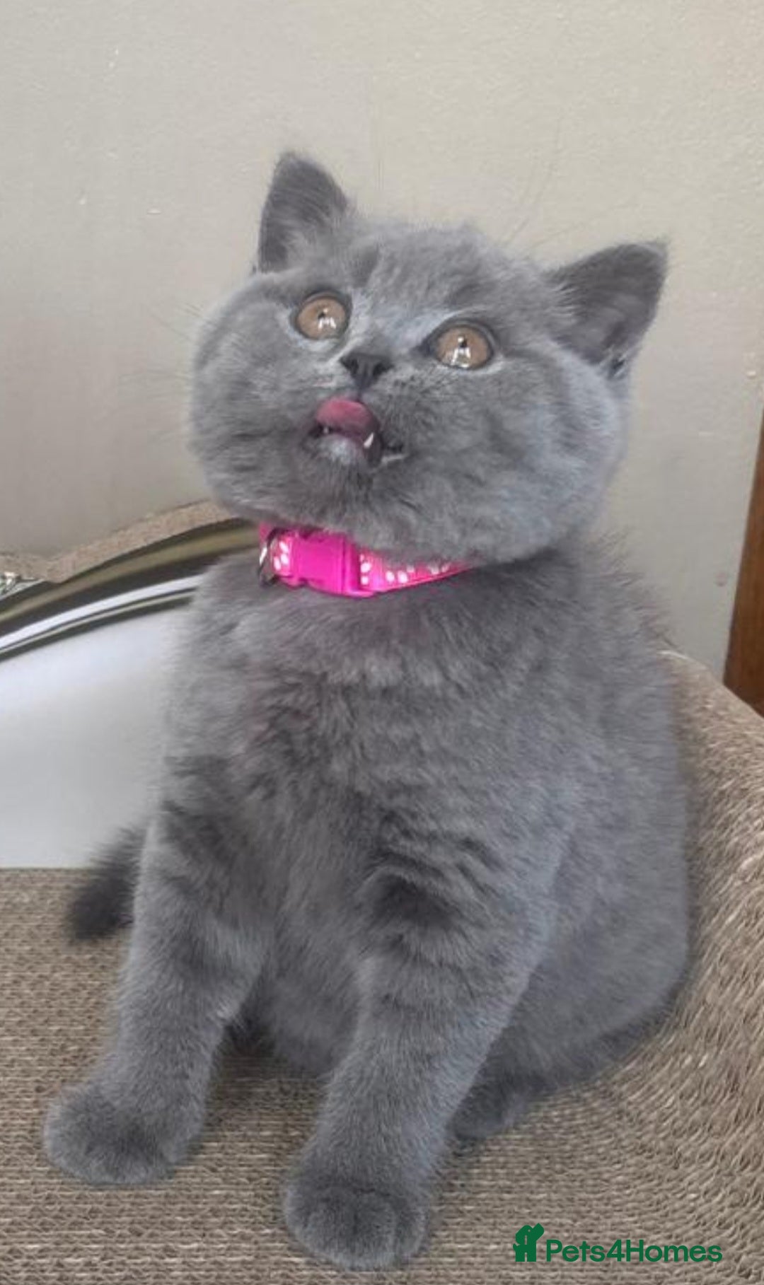 British Shorthair cats GORGEOUS British Short Hair Blue Kittens - Advert 2