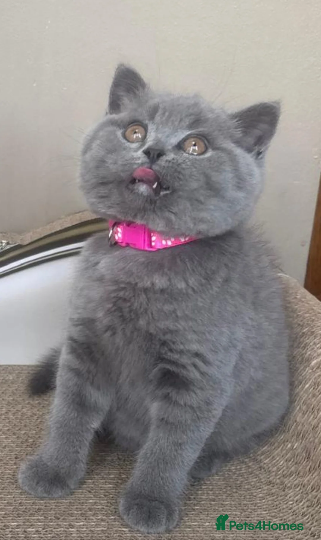 British Shorthair cats for sale: GORGEOUS British Short Hair Blue Kittens - Advert 2