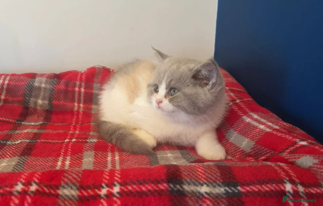 British Shorthair cats for sale: Stunning GCCF registered Lilac Tortie  - Advert 8